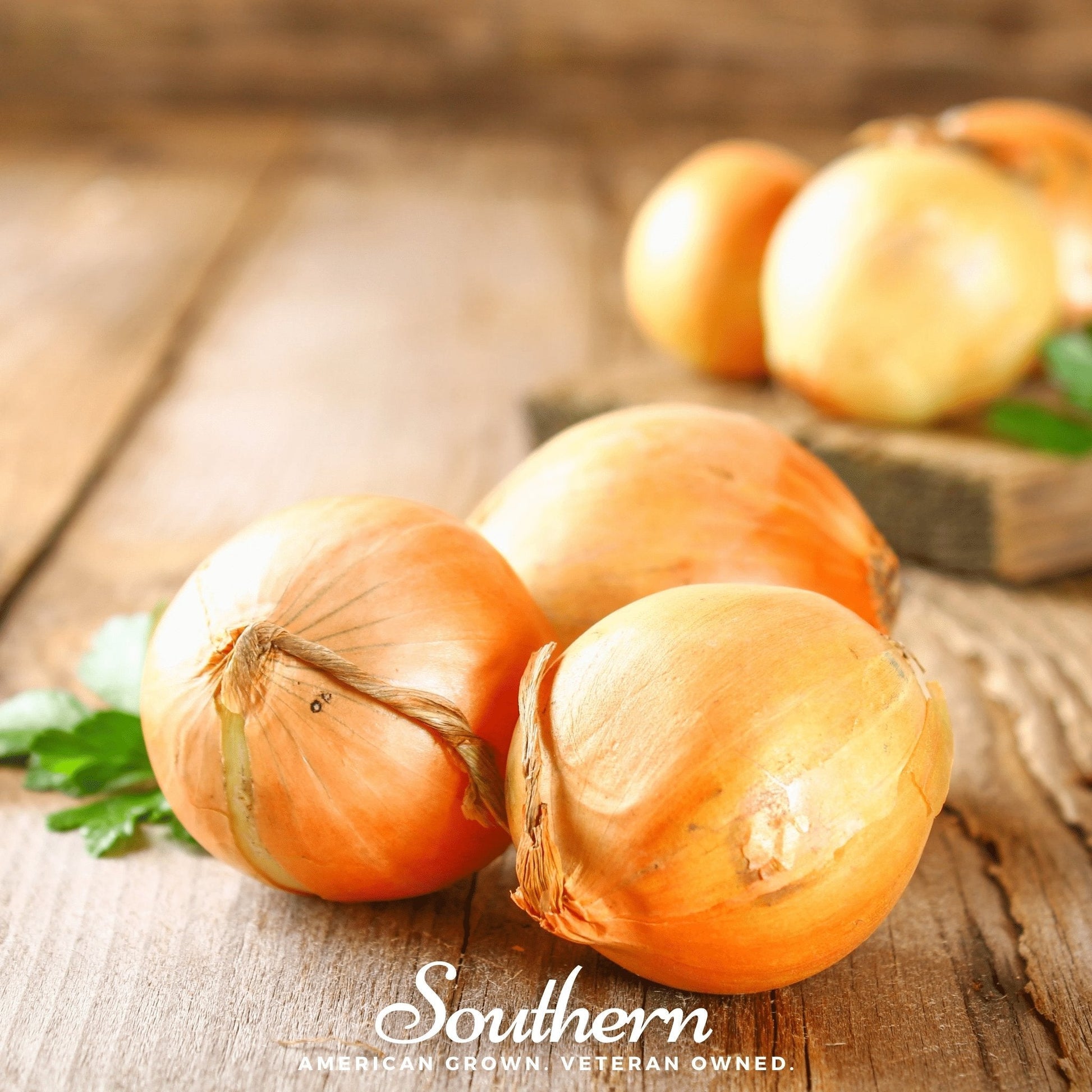 Utah Yellow Sweet Spanish Onion from Southern Seeds, allium with bright yellow skin, shown with multiple onion bulbs and green tops.