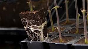 Close-up of GrowersHouse OrganiPlug seed and cutting plugs in a tray, showing pre-filled biodegradable plugs for propagation.