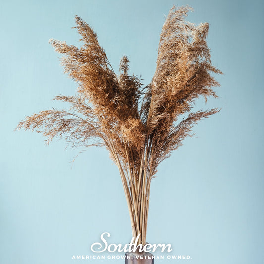 Pink Pampas Grass seeds by Southern Seeds, showing vibrant pink pampas grass plumes and seed packet for planting.