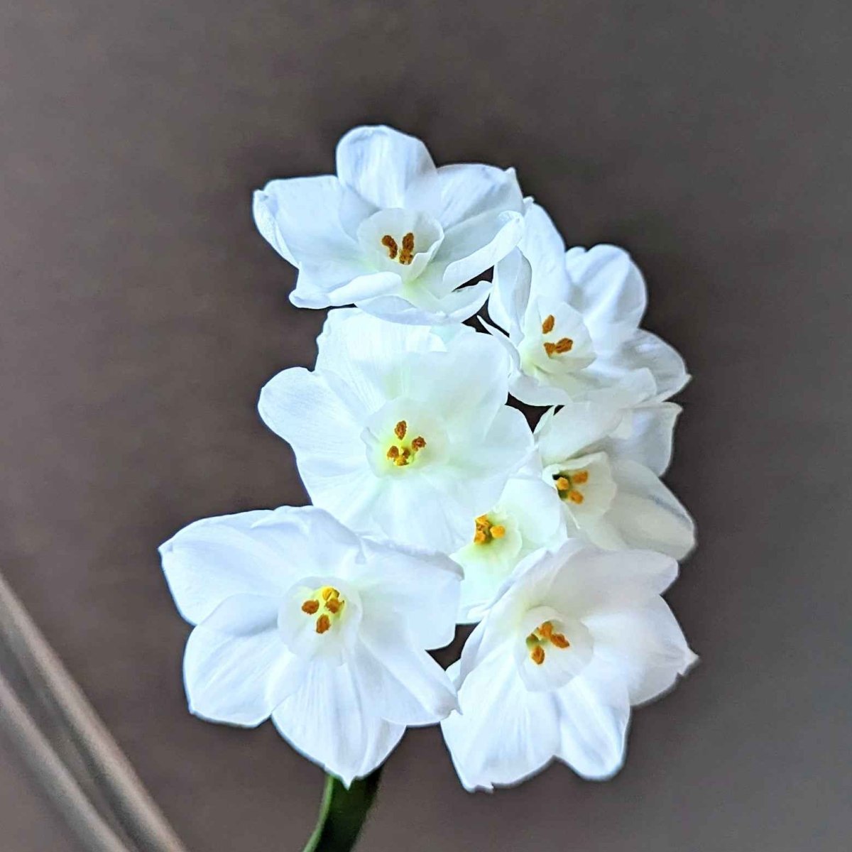 Plantflix Paperwhite bulb for planting, showcasing a fresh white flower bulb ready for indoor or outdoor growth.
