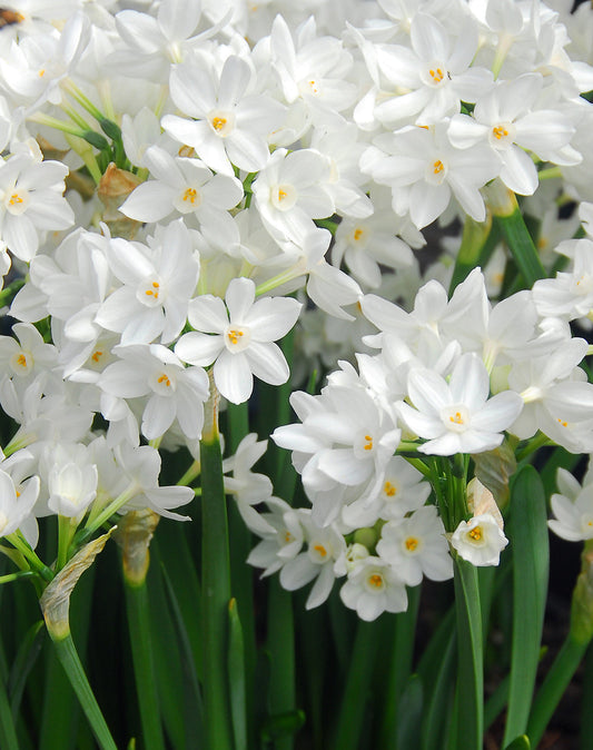 BloomingBulb Ziva Jumbo Paperwhite bulbs arranged in a container, ready for planting, showcasing healthy white flower bulbs.