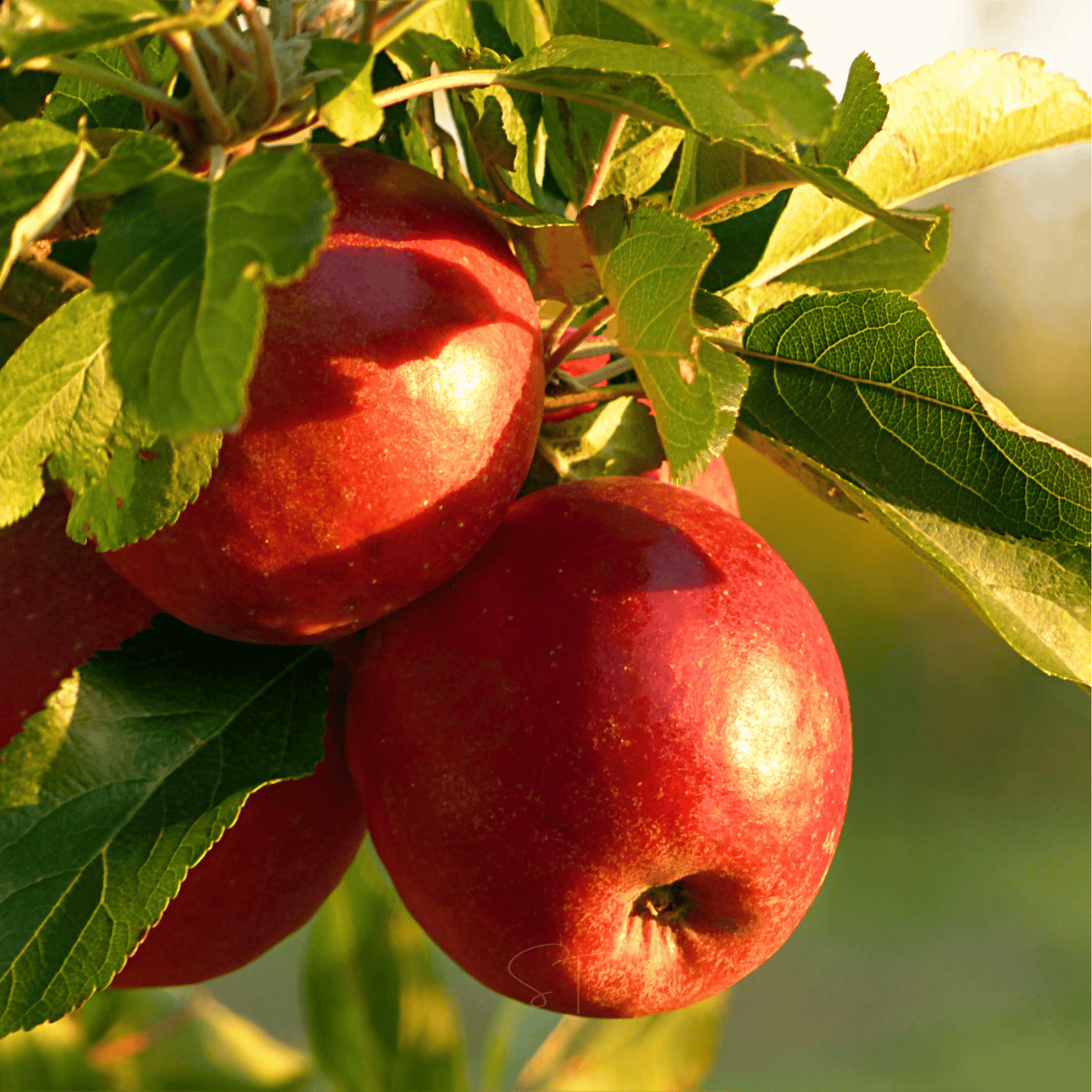 Paradise Apple Tree seeds packet from Southern Seeds, featuring 25 seeds for planting and growing a lush apple tree.