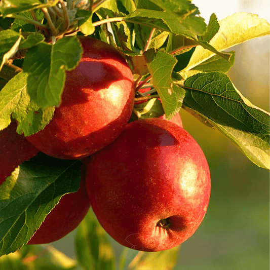 Paradise Apple Tree seeds packet from Southern Seeds, featuring 25 seeds for planting and growing a lush apple tree.
