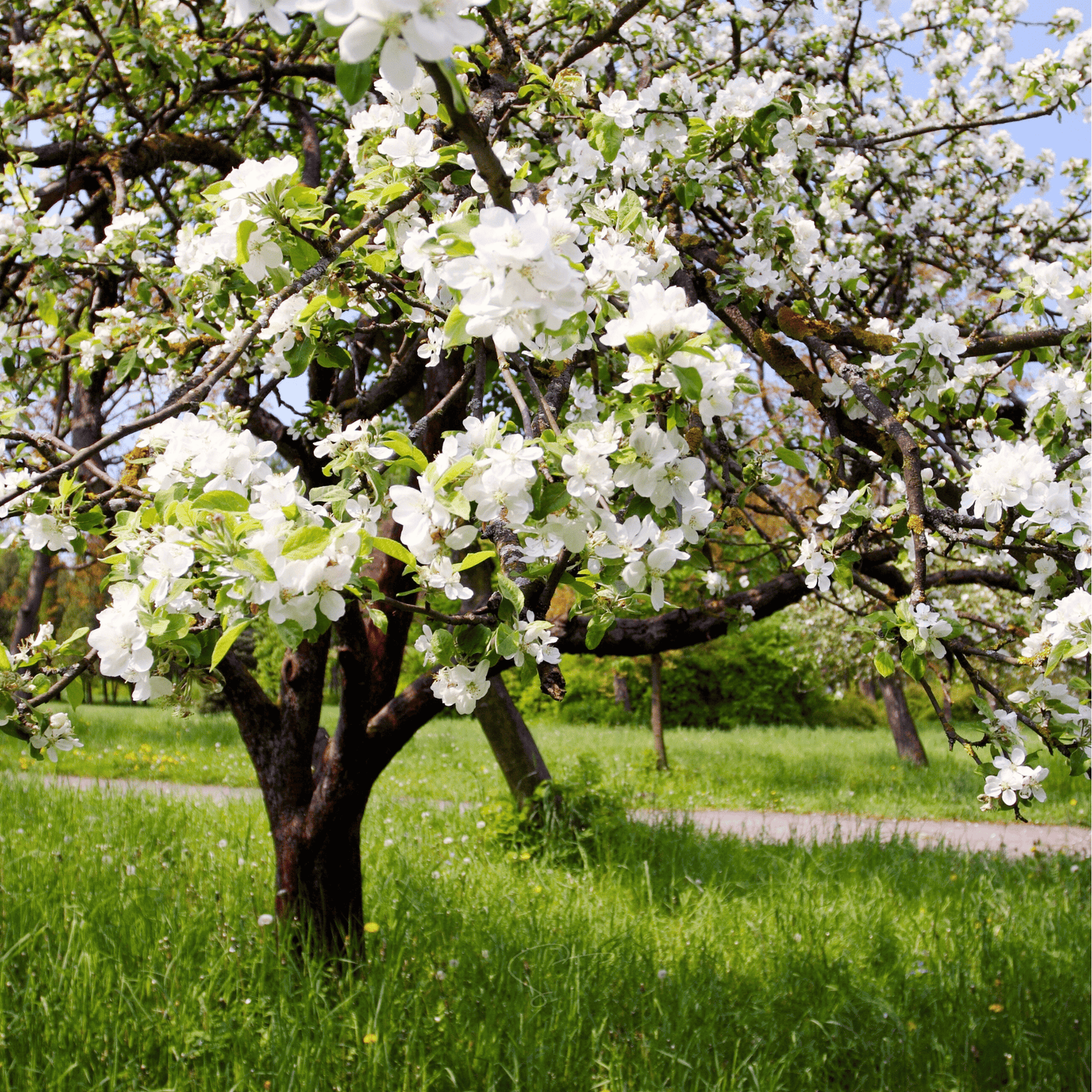 Packet of Paradise Apple Tree seeds by Southern Seeds, showing 25 seeds for planting and cultivation.