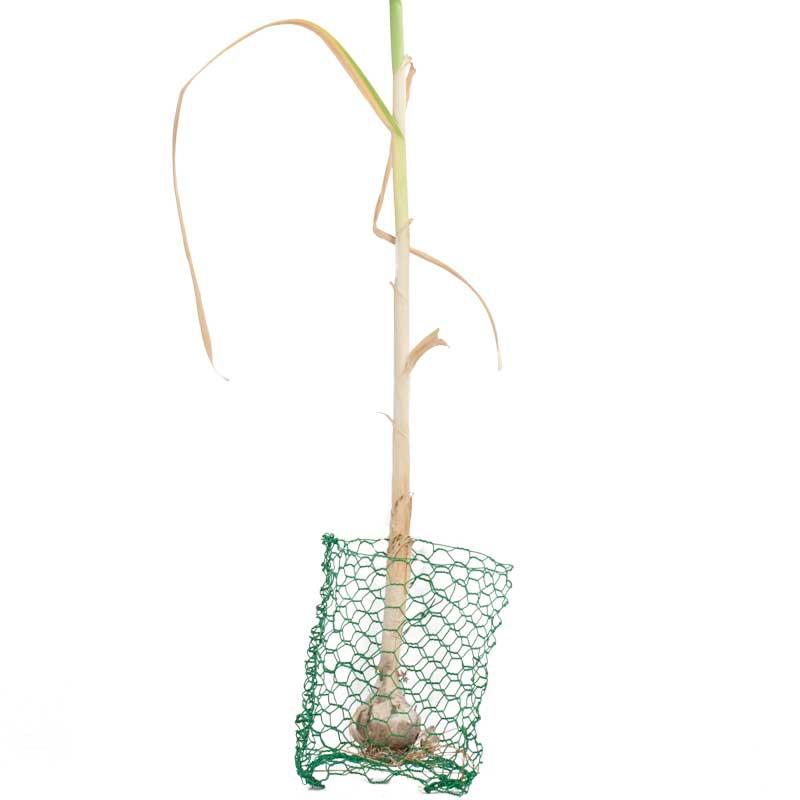 Root Guard Gopher Basket Mini (6/pk) - Blessings Grow Meadows