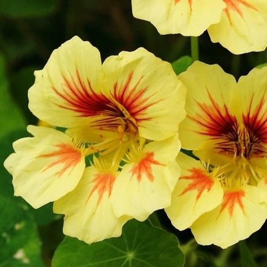 Peach Melba Nasturtium - Blessings Grow Meadows