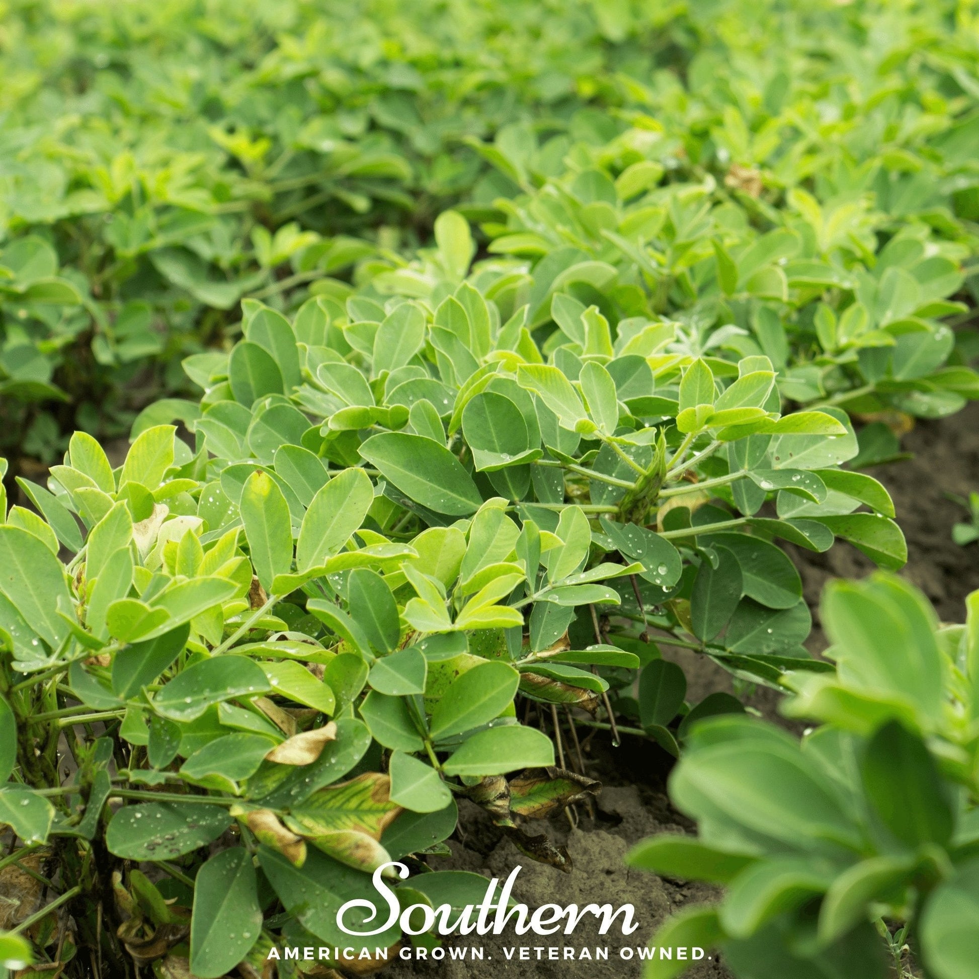 Virginia Jumbo Peanuts seeds from Southern Seeds, showing 10 large peanut seeds with shells and smooth, light brown skins.