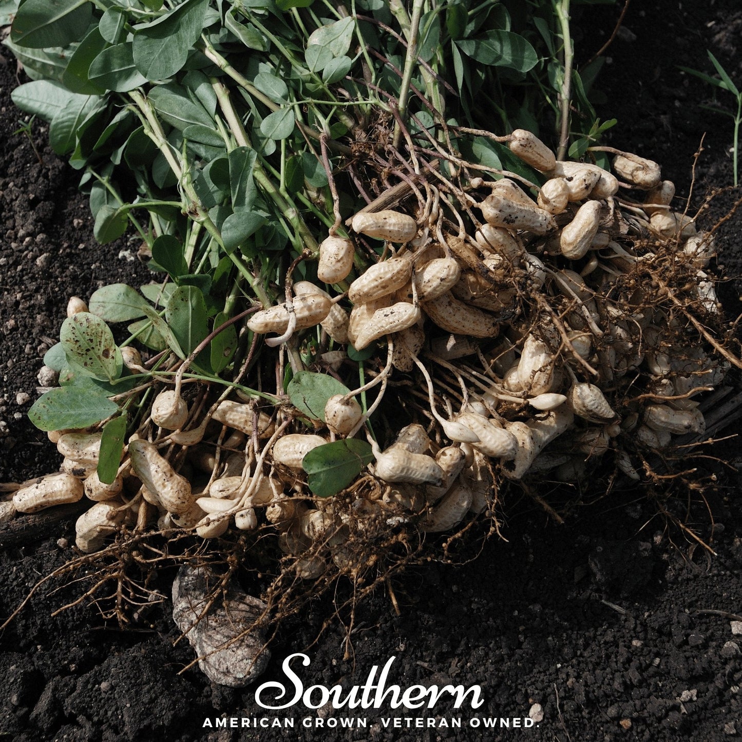 Virginia Jumbo Peanuts seeds from Southern Seeds, showing 10 large peanut seeds in a natural setting.