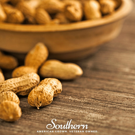 Virginia Jumbo Peanuts seeds from Southern Seeds, showing 10 peanut seeds with their light brown shells and smooth surface.