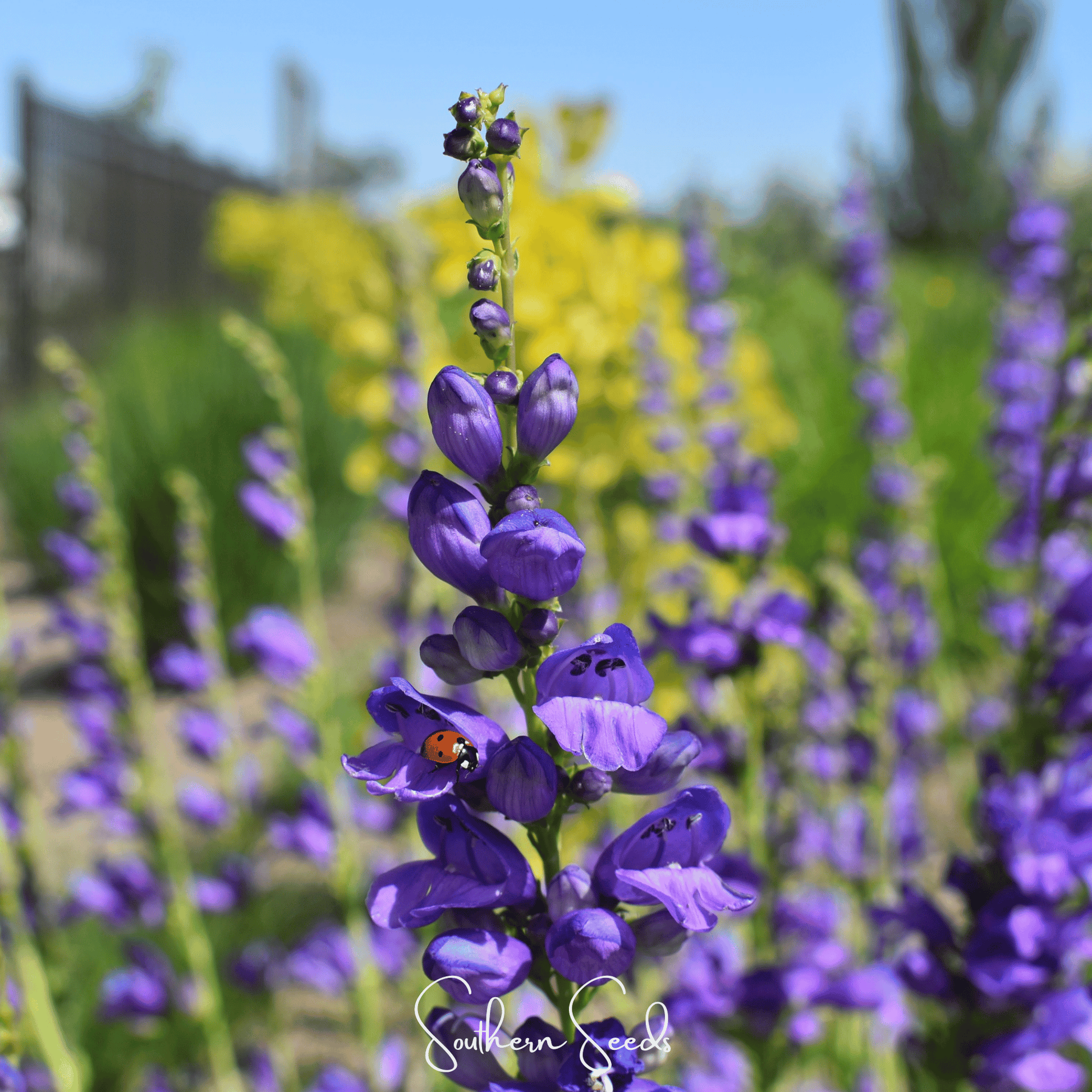 Rocky Mountain Penstemon seeds from Southern Seeds, showing small seed packets with colorful flower images.