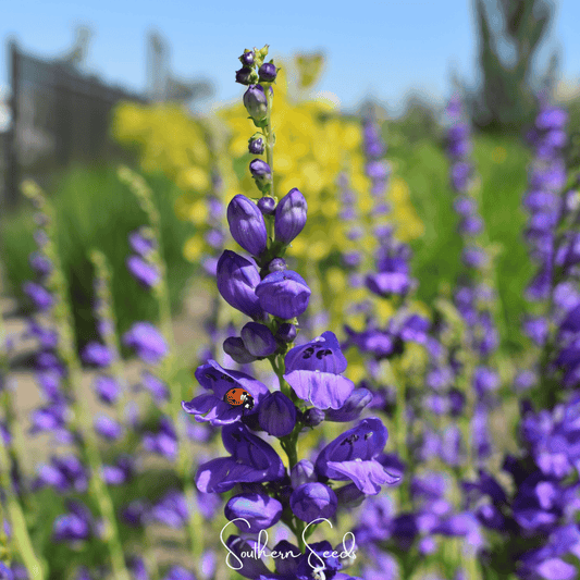 Rocky Mountain Penstemon seeds from Southern Seeds, showing small seed packets with colorful flower images.