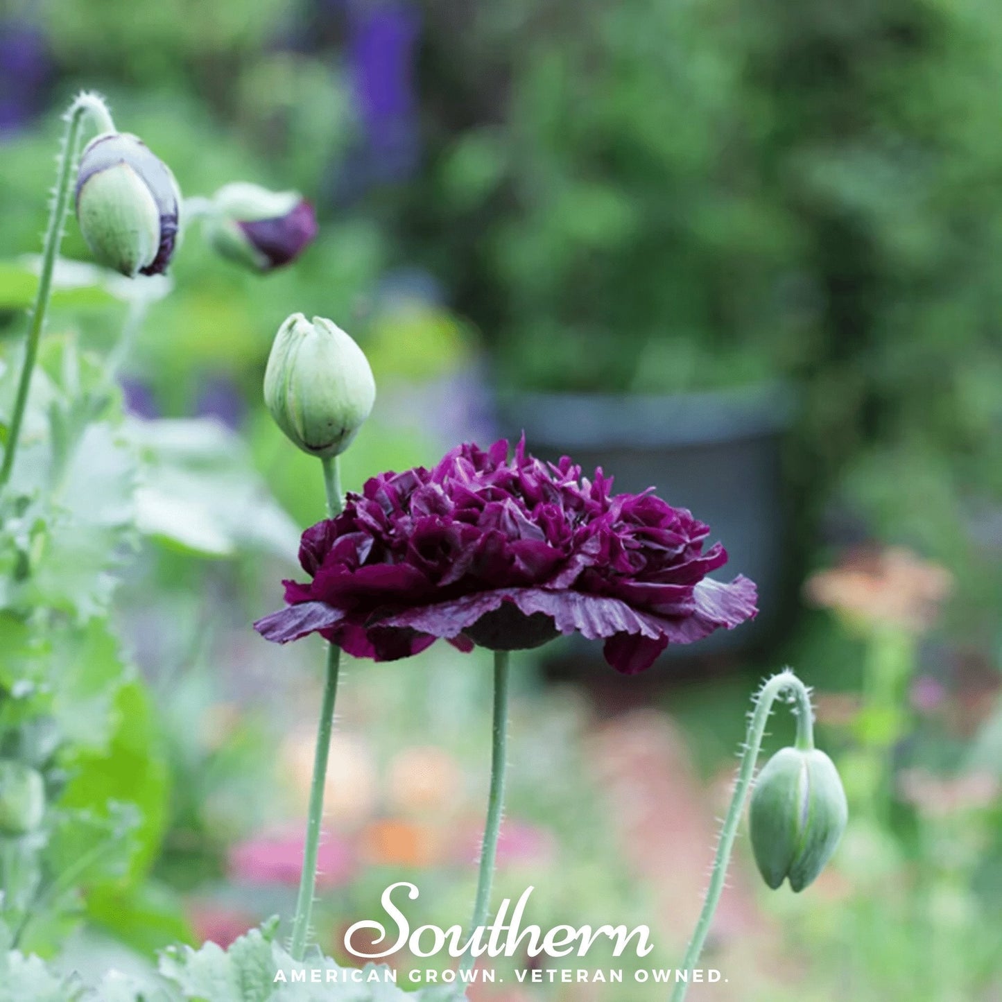 Black Peony Poppy seeds from Southern Seeds, showing a close-up of vibrant black and deep red poppy flowers and seed packets.