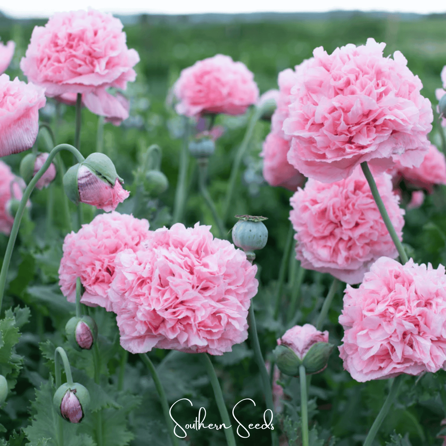 Pale Rose Peony Poppy seeds from Southern Seeds, showing 100 small seed grains on a white background.