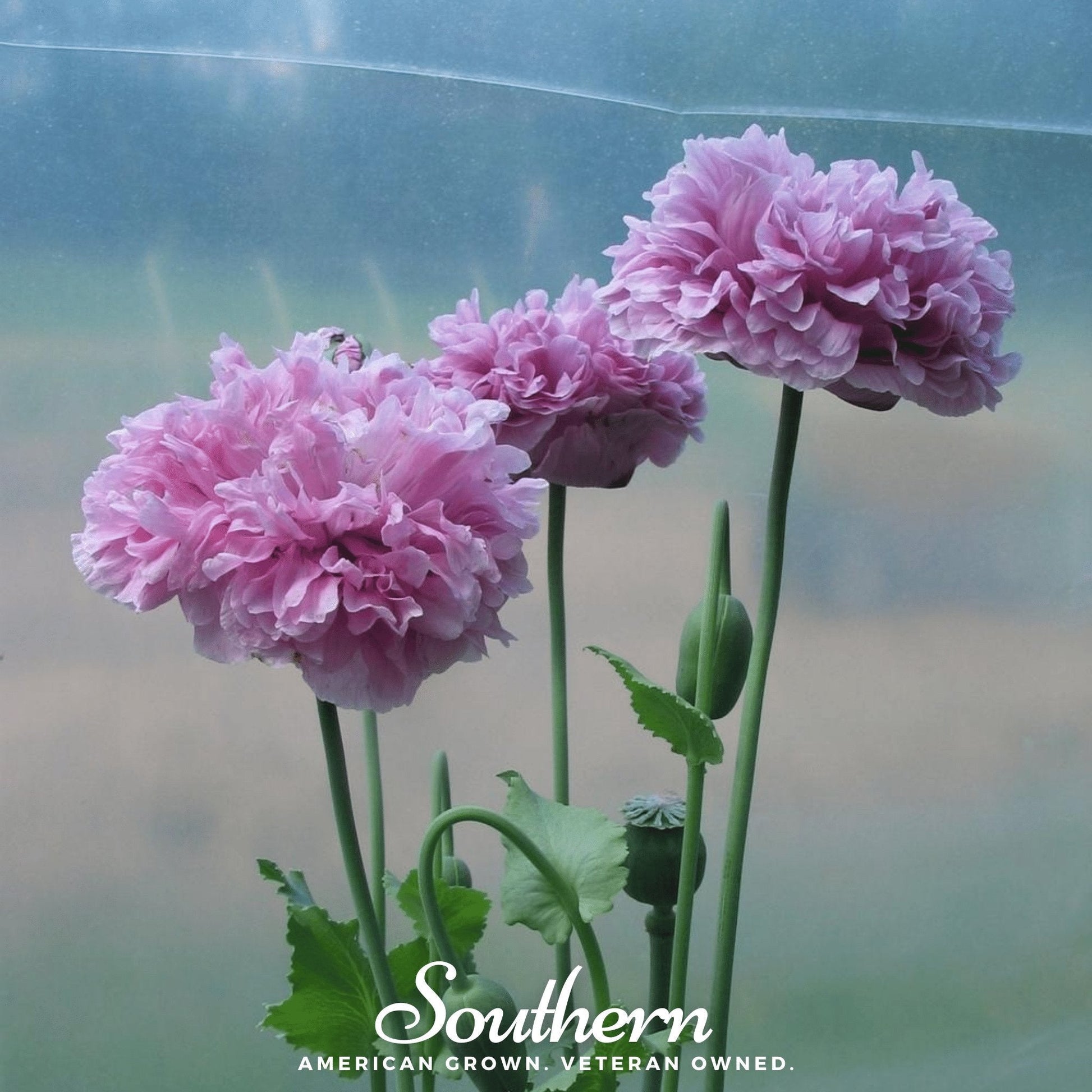 Purple Peony Poppy seeds from Southern Seeds, showing vibrant purple flowers and green foliage in a close-up garden scene.