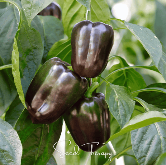 Chocolate Beauty Bell Pepper seeds from Southern Seeds, packet of 30 capsicum annuum seeds with dark brown peppers.