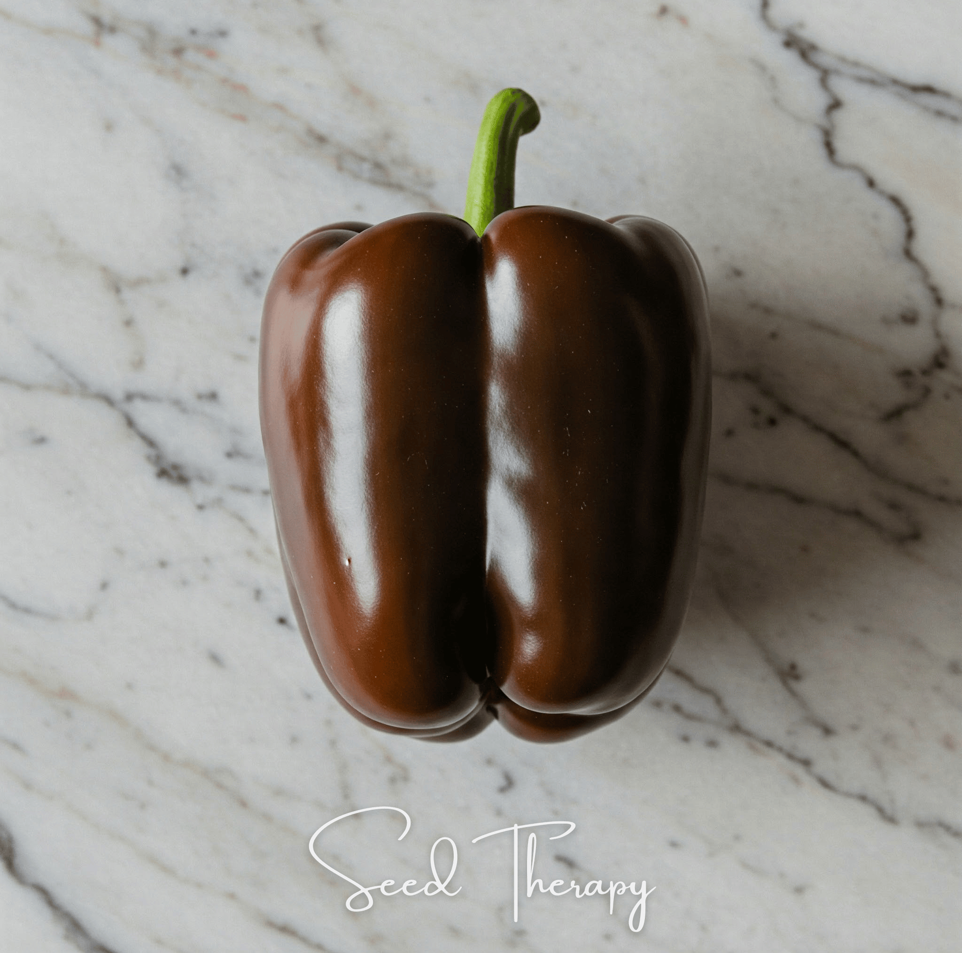 Chocolate Beauty Bell Pepper seeds from Southern Seeds in a packet, featuring dark brown, glossy bell pepper images.