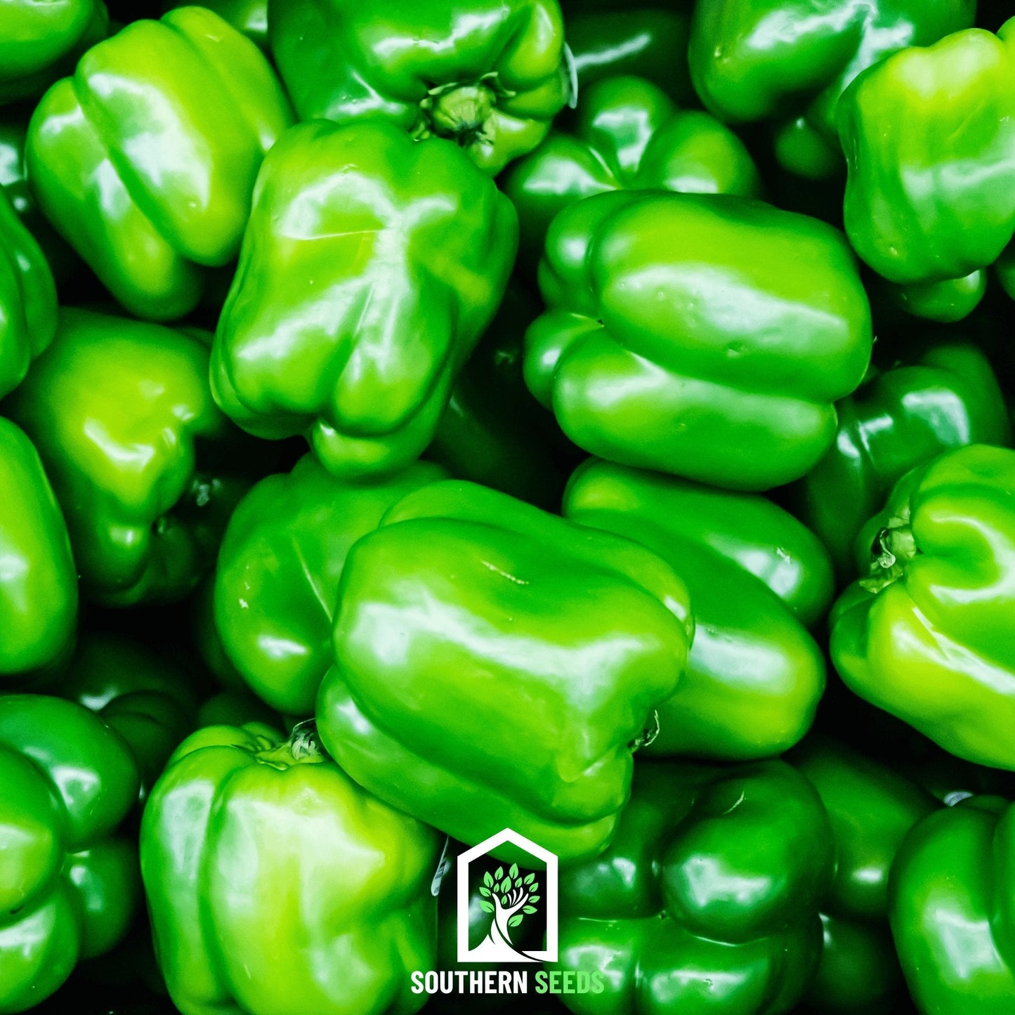 Six heirloom pepper seeds from Southern Seeds' collection, showcasing diverse pepper varieties for planting.