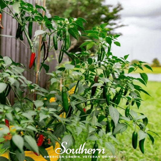 Serrano pepper seeds from Southern Seeds, showing small green serrano chili peppers and seed packets for home gardening.