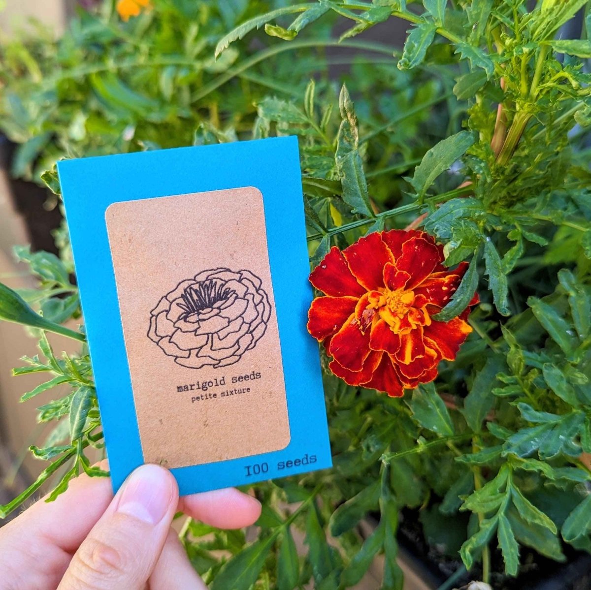Petite Marigold flower seeds from Plantflix, showing small seed packets for planting bright, cheerful marigolds in your garden.