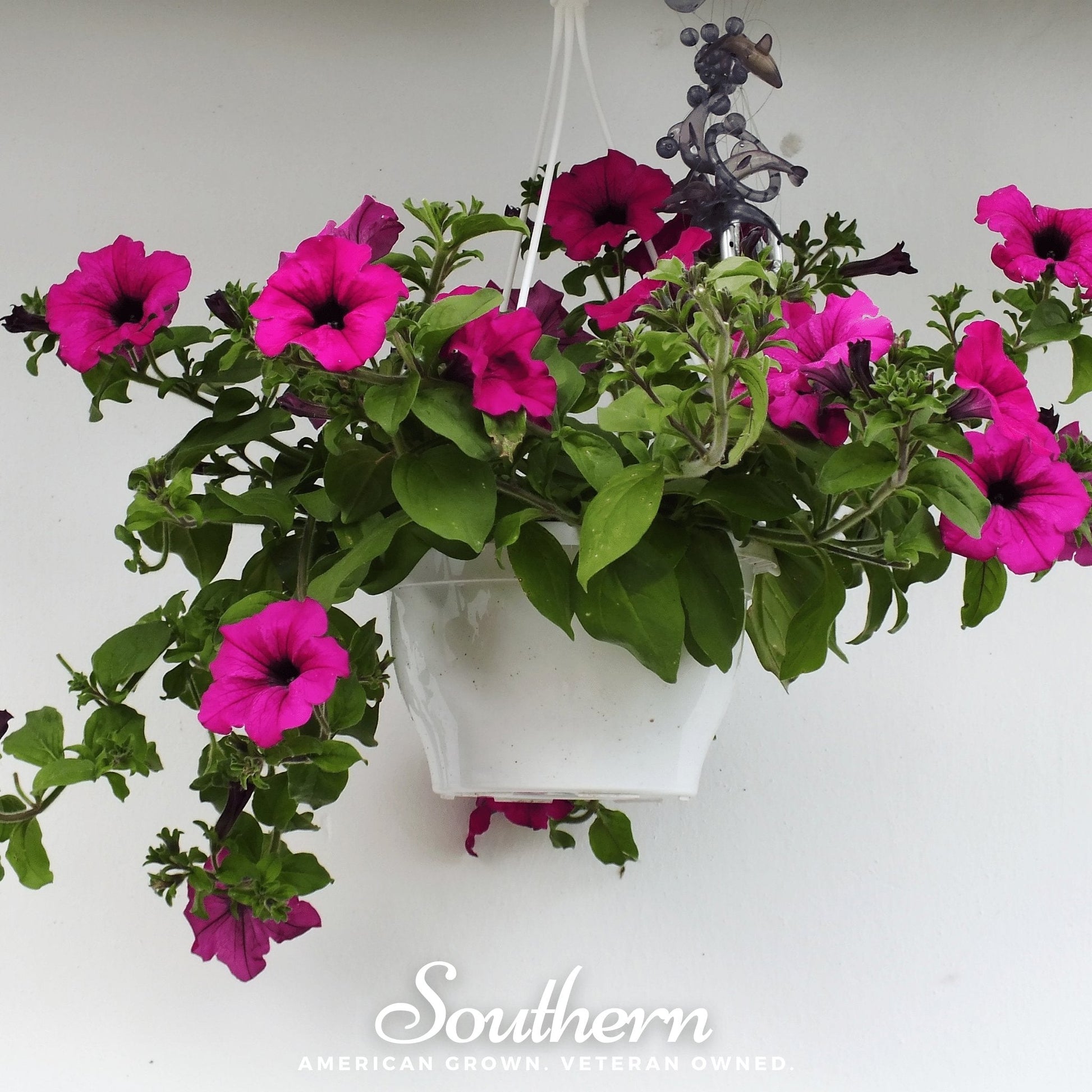 Shanin Wild Petunia flowers in purple, shown with 250 seeds from Southern Seeds, ideal for garden planting and vibrant blooms.