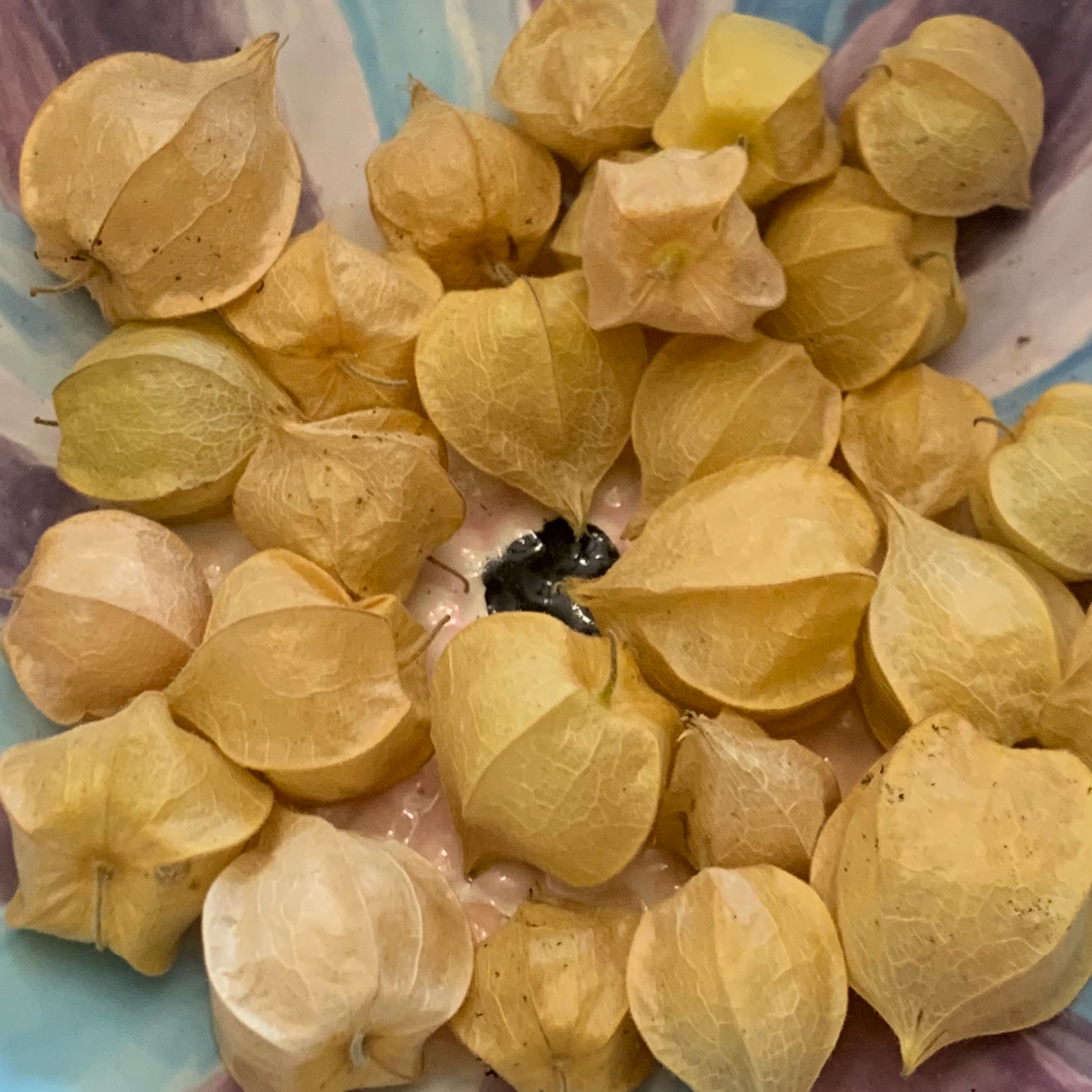 Pineapple Ground Cherry Seeds – Heirloom Husk Cherry, Sweet Tropical Flavor, 25 Count