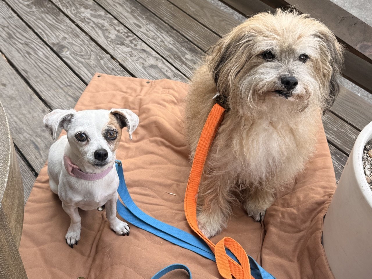Tilley + Me hemp cotton dog leash showing durable, soft, adjustable, lightweight design with natural hemp and cotton materials.