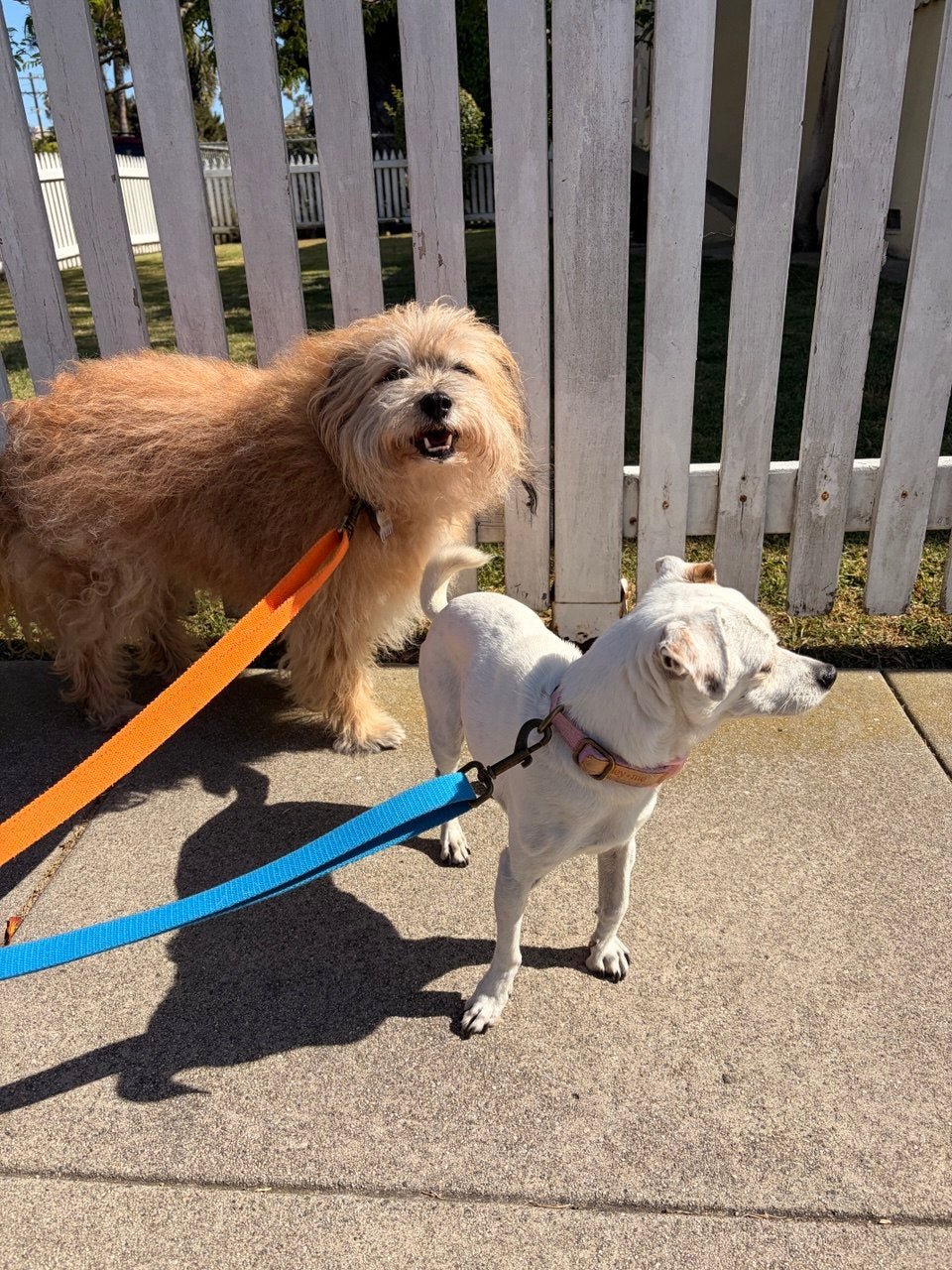 Durable hemp cotton dog leash from Tilley + Me, lightweight, adjustable, and soft for comfortable pet walking.
