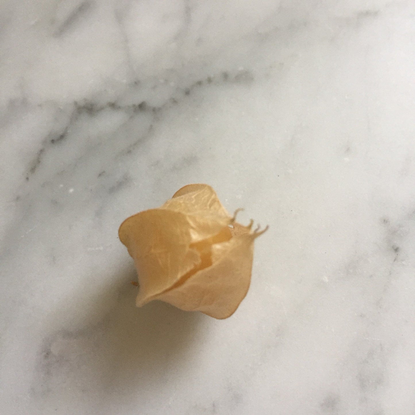Pineapple Ground Cherry Seeds – Heirloom Husk Cherry, Sweet Tropical Flavor, 25 Count