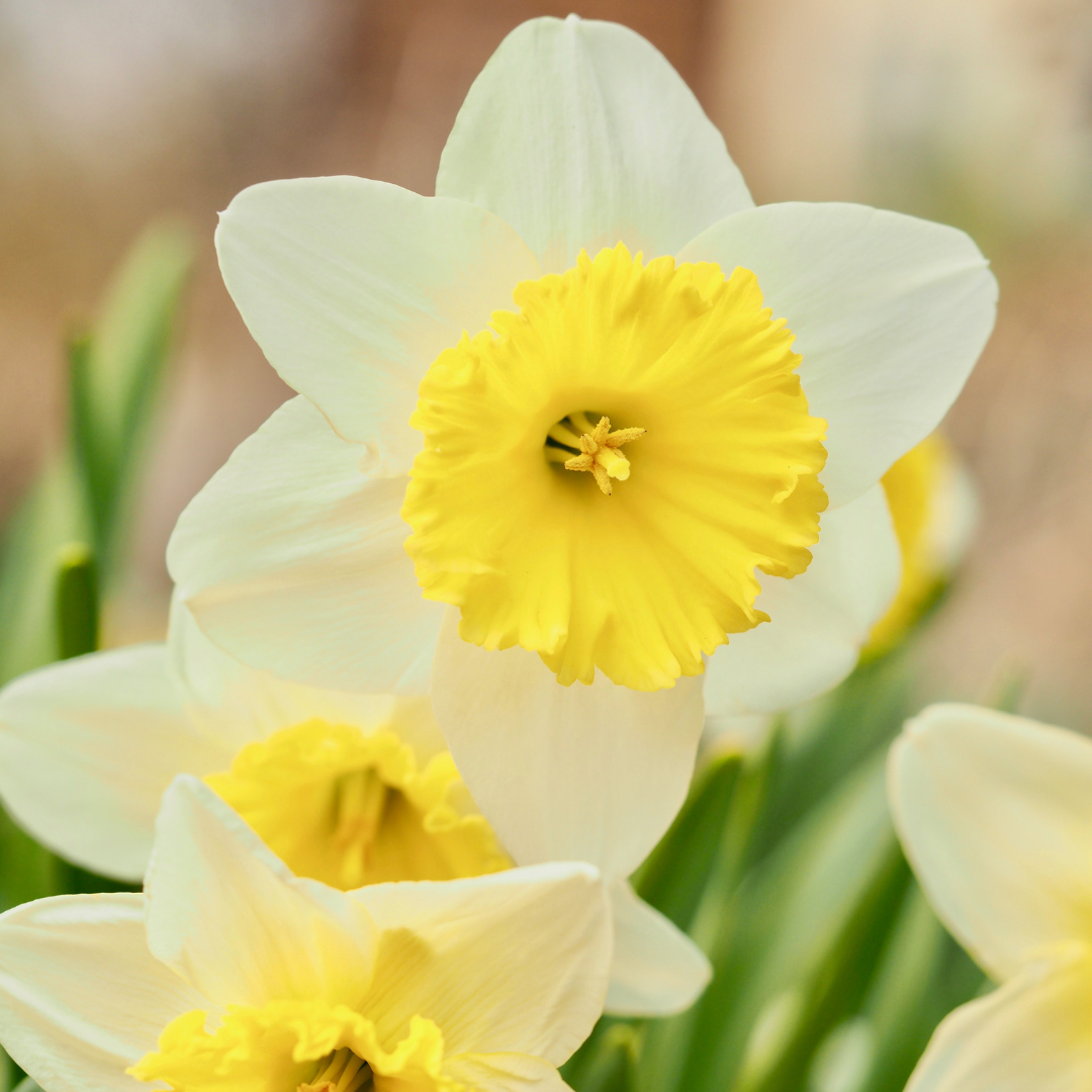 A close-up of Mini Daffodil Bulbs by Plantflix showcases pale white petals and a vibrant yellow center, surrounded by green leaves—ideal for brightening any low-maintenance garden.