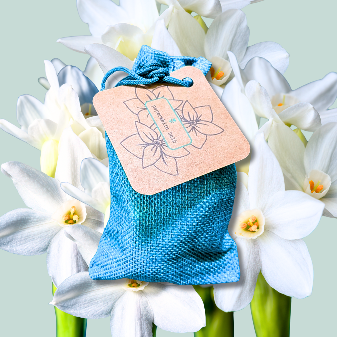 A small blue fabric pouch with a kraft tag sits before fragrant white Paperwhite blooms. The tag, adorned with a floral line drawing and "Spring Bliss," features the Plantflix brand.