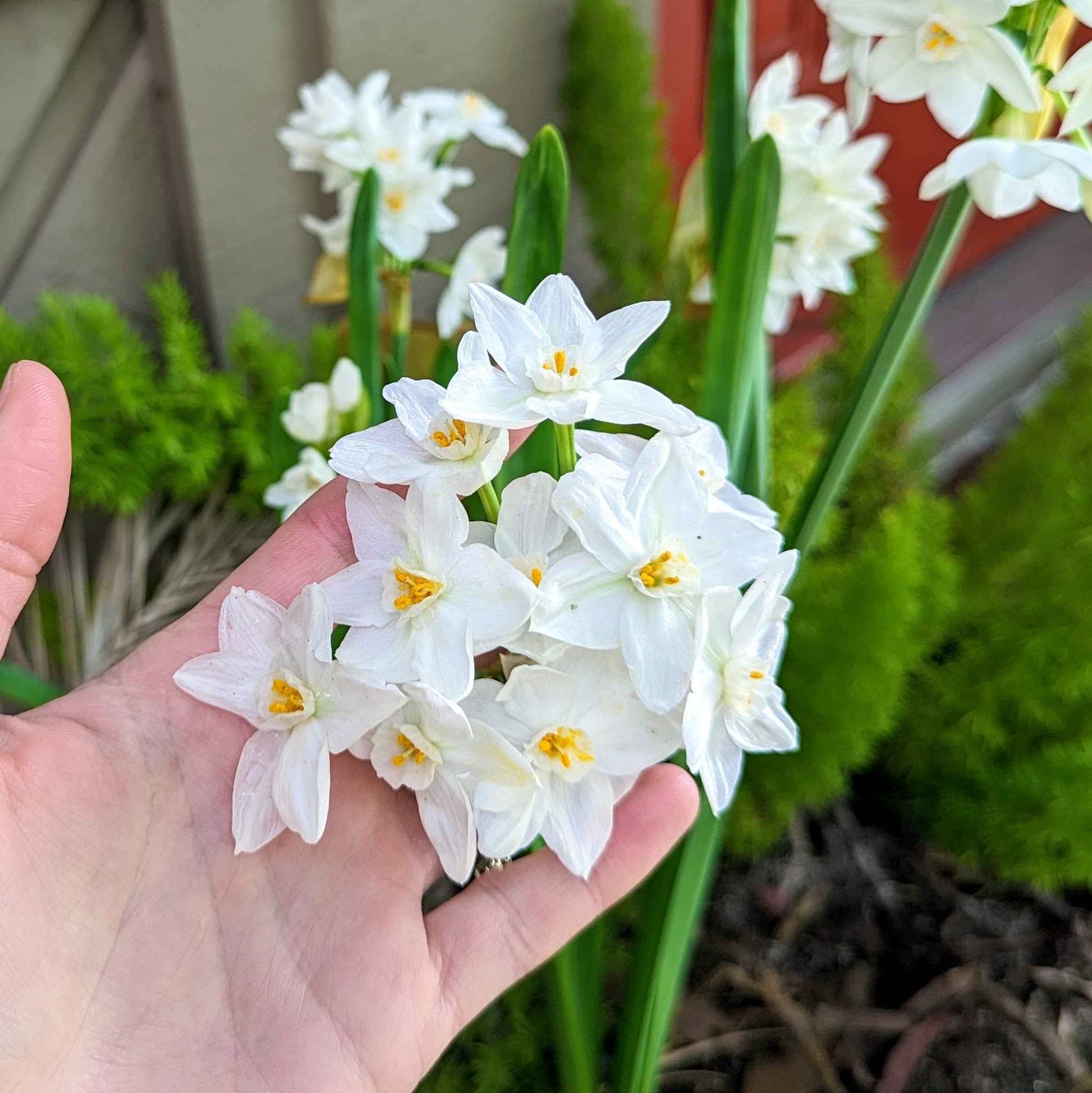 A hand gently holds a cluster of Plantflix Paperwhite Bulb blooms—white petals with yellow centers—amid lush green leaves and more bulbs, highlighting their fresh beauty in a vibrant garden setting.