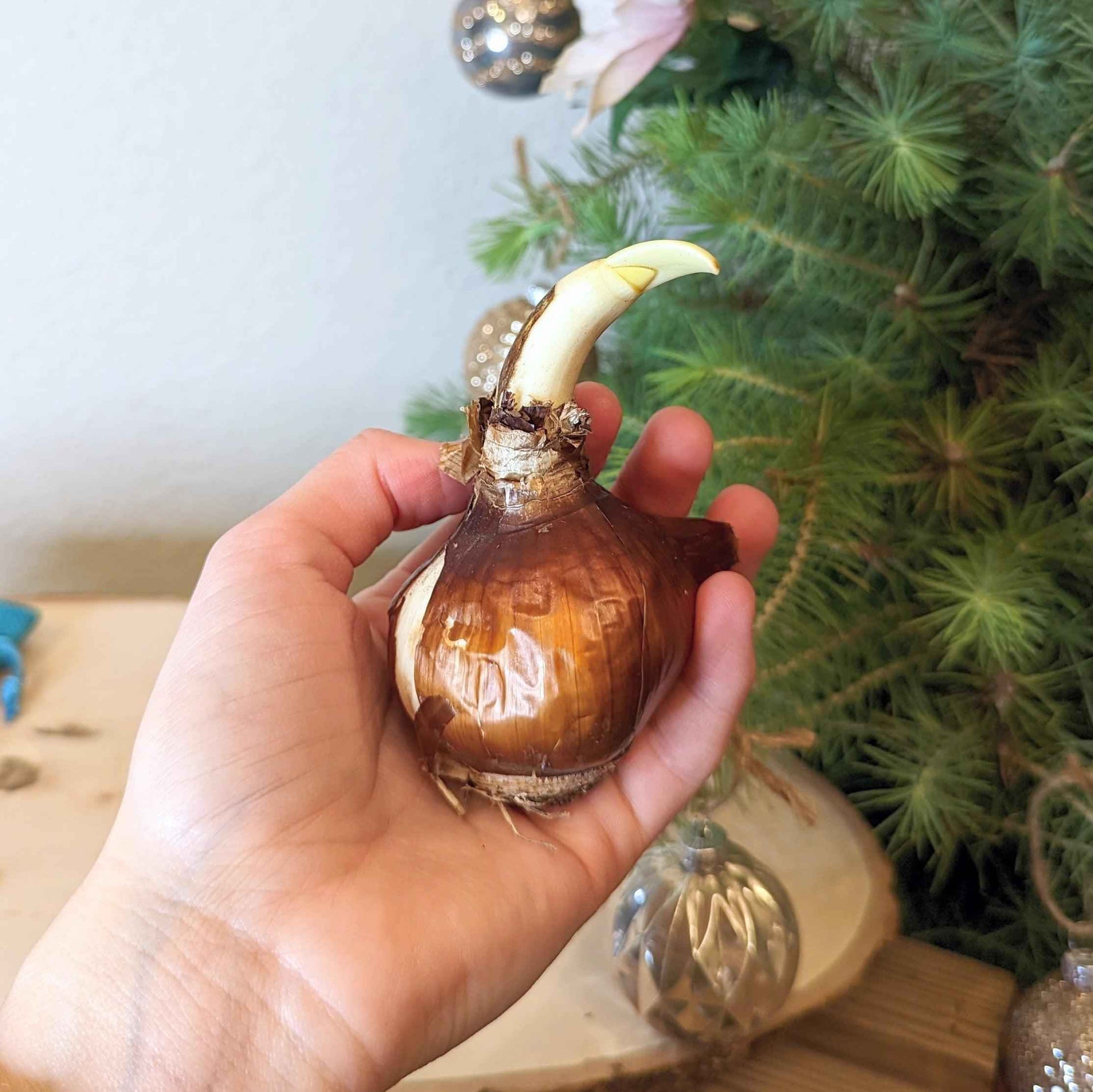 A hand holds a Plantflix Paperwhite Bulb with a green shoot, set before a decorated Christmas tree—ideal for anyone who enjoys indoor winter blooms.