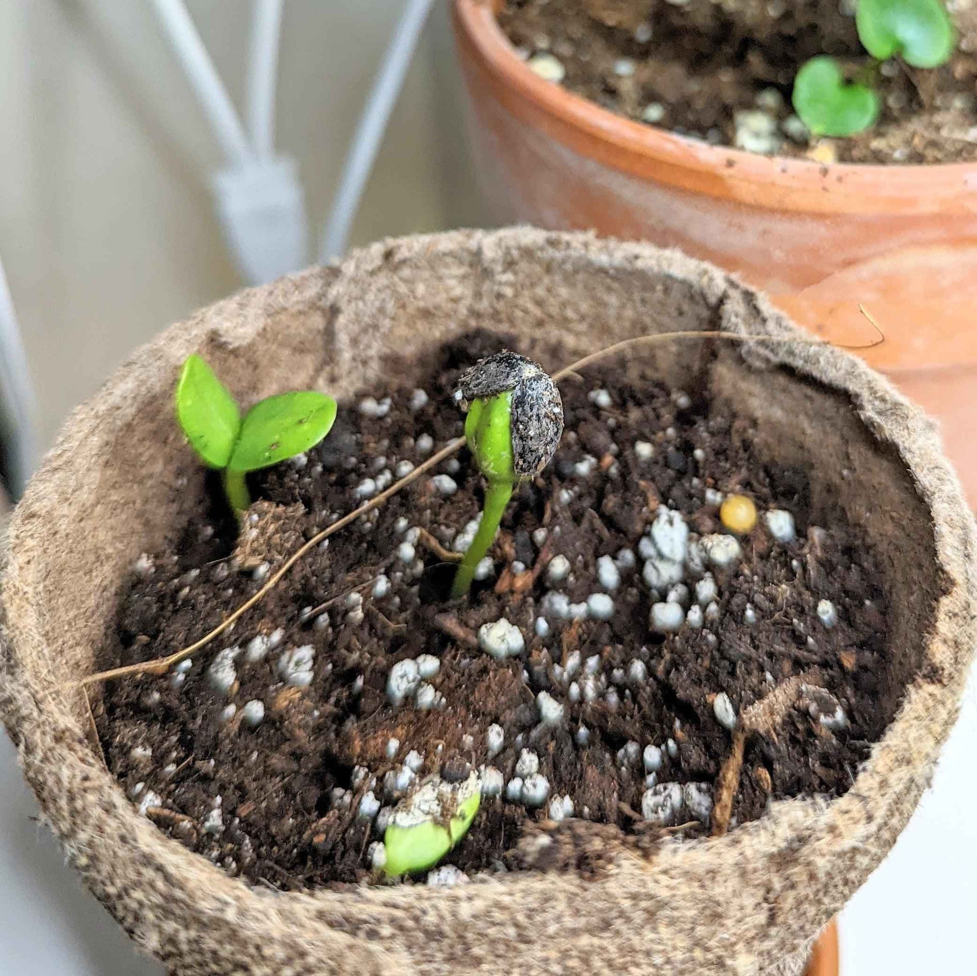 Sunspot Sunflower Seeds - Blessings Grow Meadows -