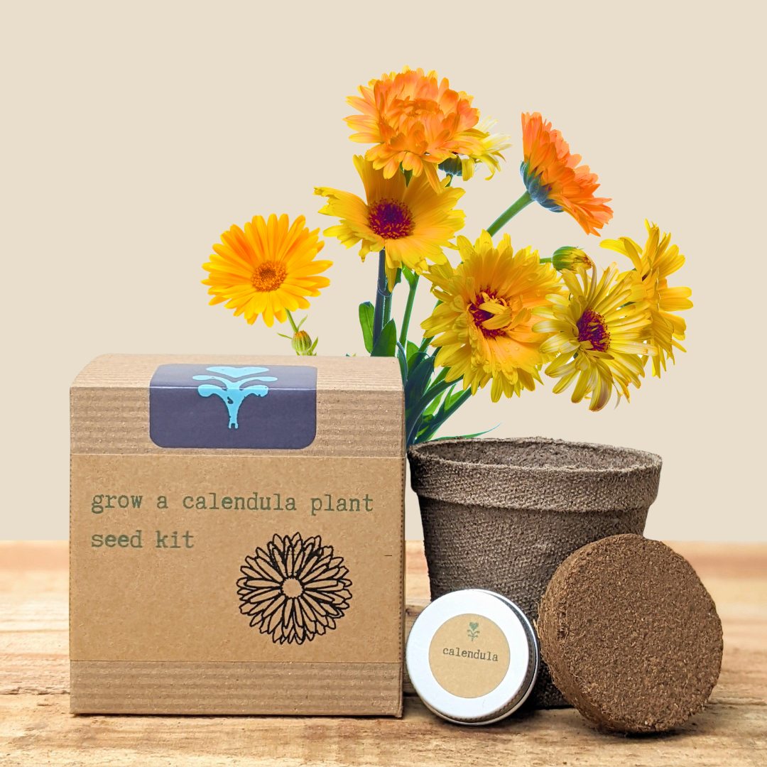 Calendula Beginner Grow Kit - Blessings Grow Meadows -