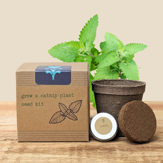 Catnip Beginner Grow Kit - Blessings Grow Meadows -