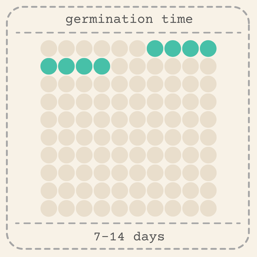 Dusty Miller Mix Seeds - Blessings Grow Meadows -