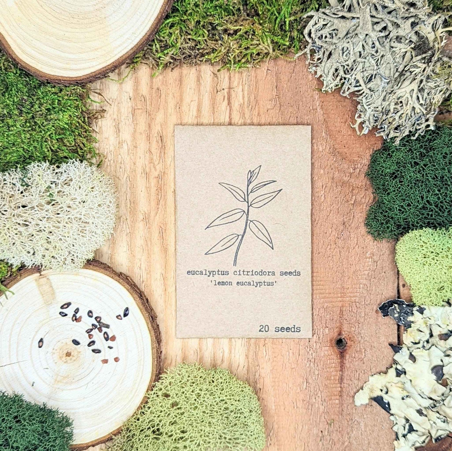 Eucalyptus Citriodora Lemon Eucalyptus Seeds - Blessings Grow Meadows -