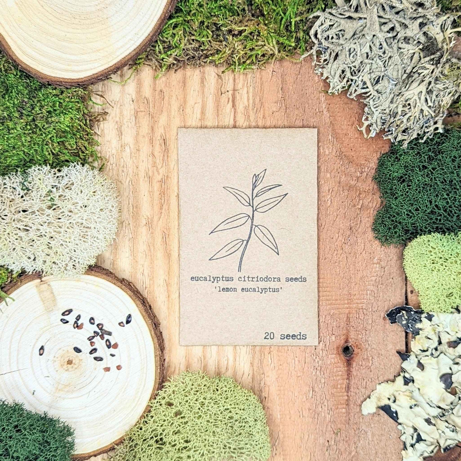 Eucalyptus Citriodora Lemon Eucalyptus Seeds - Blessings Grow Meadows -