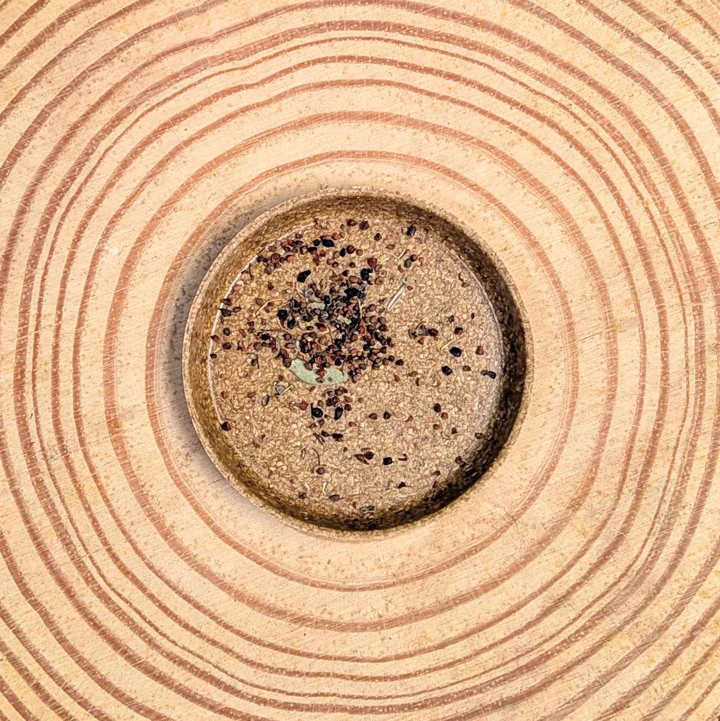 Eucalyptus Pulverulenta Baby Blue Seeds - Blessings Grow Meadows -