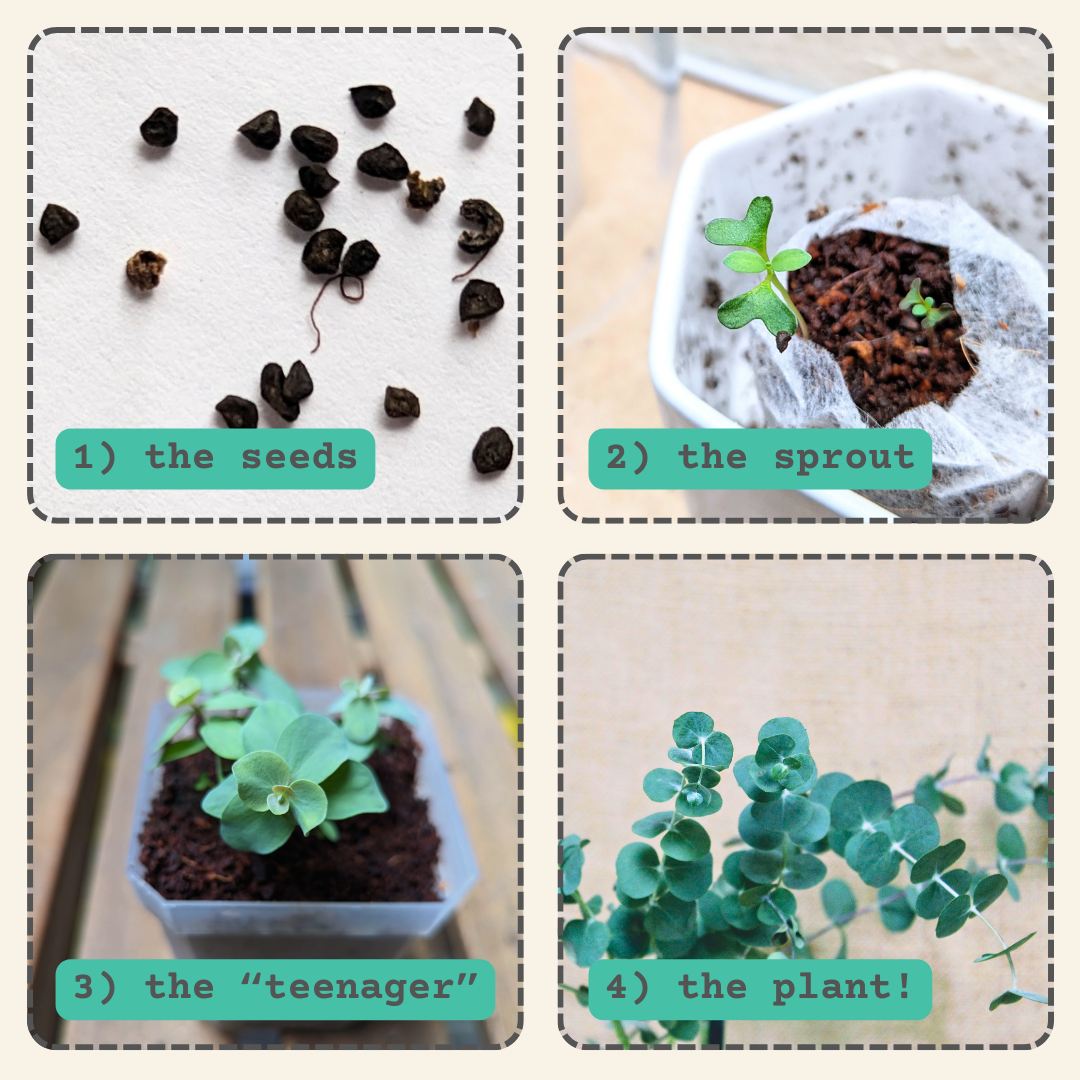 Eucalyptus Pulverulenta Baby Blue Seeds - Blessings Grow Meadows -