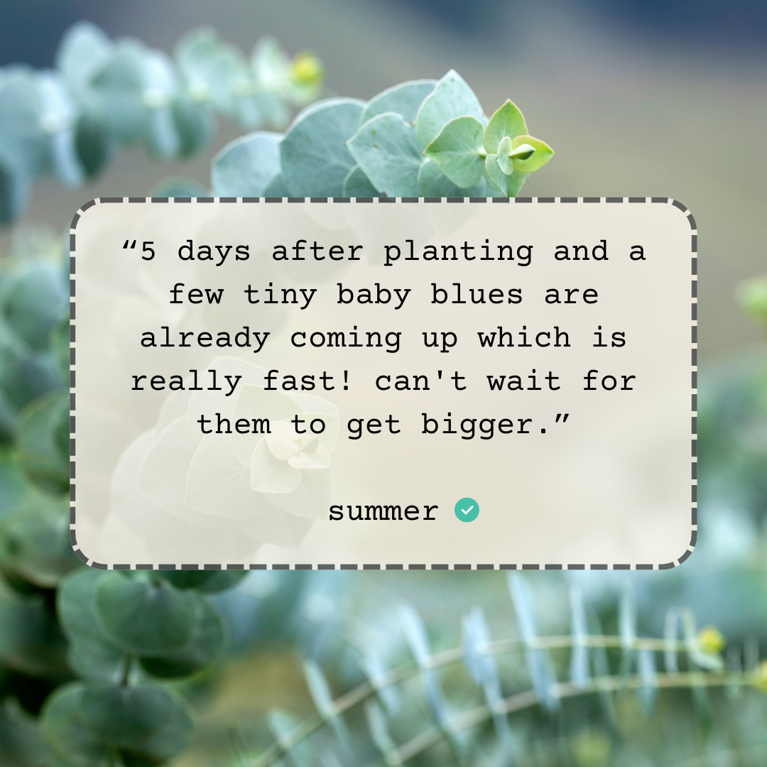 Eucalyptus Pulverulenta Baby Blue Seeds - Blessings Grow Meadows -