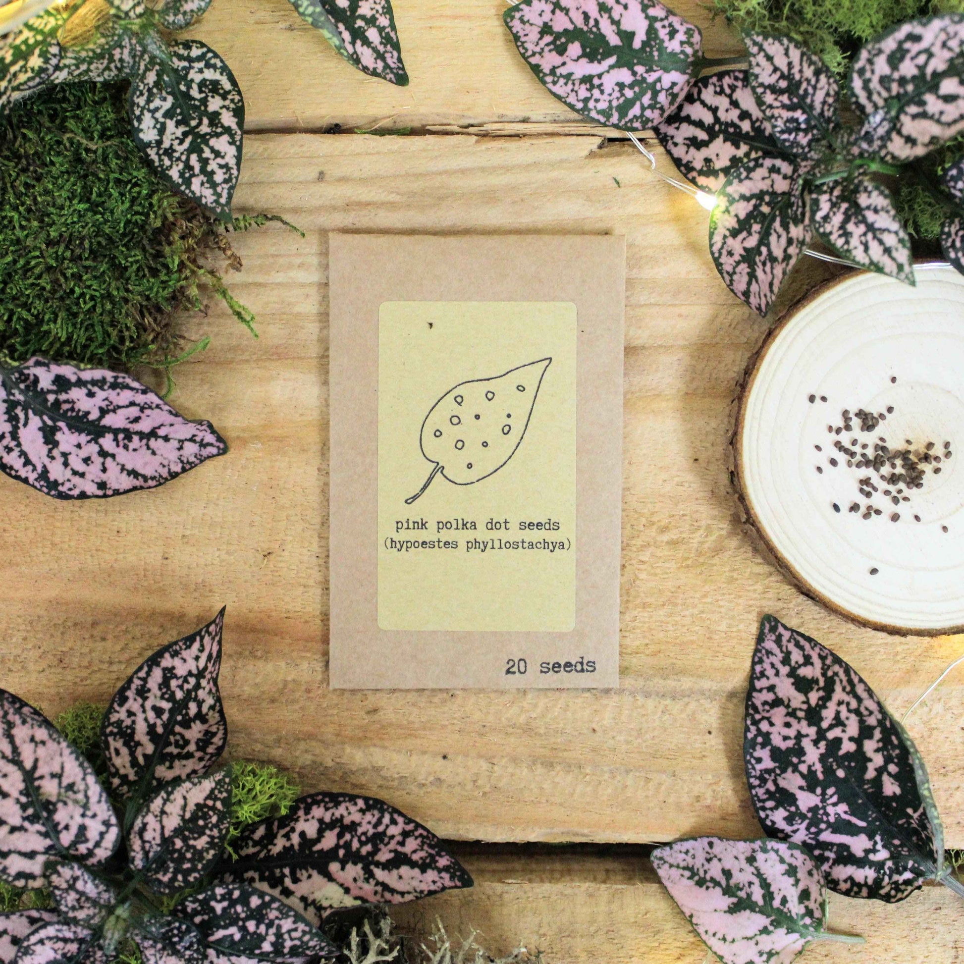 Grow your own Jungle Houseplant Seed Collection - Blessings Grow Meadows -