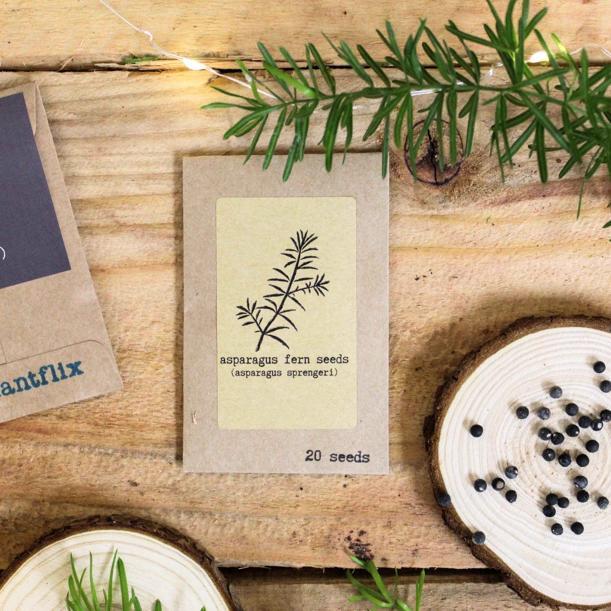 Grow your own Jungle Houseplant Seed Collection - Blessings Grow Meadows -