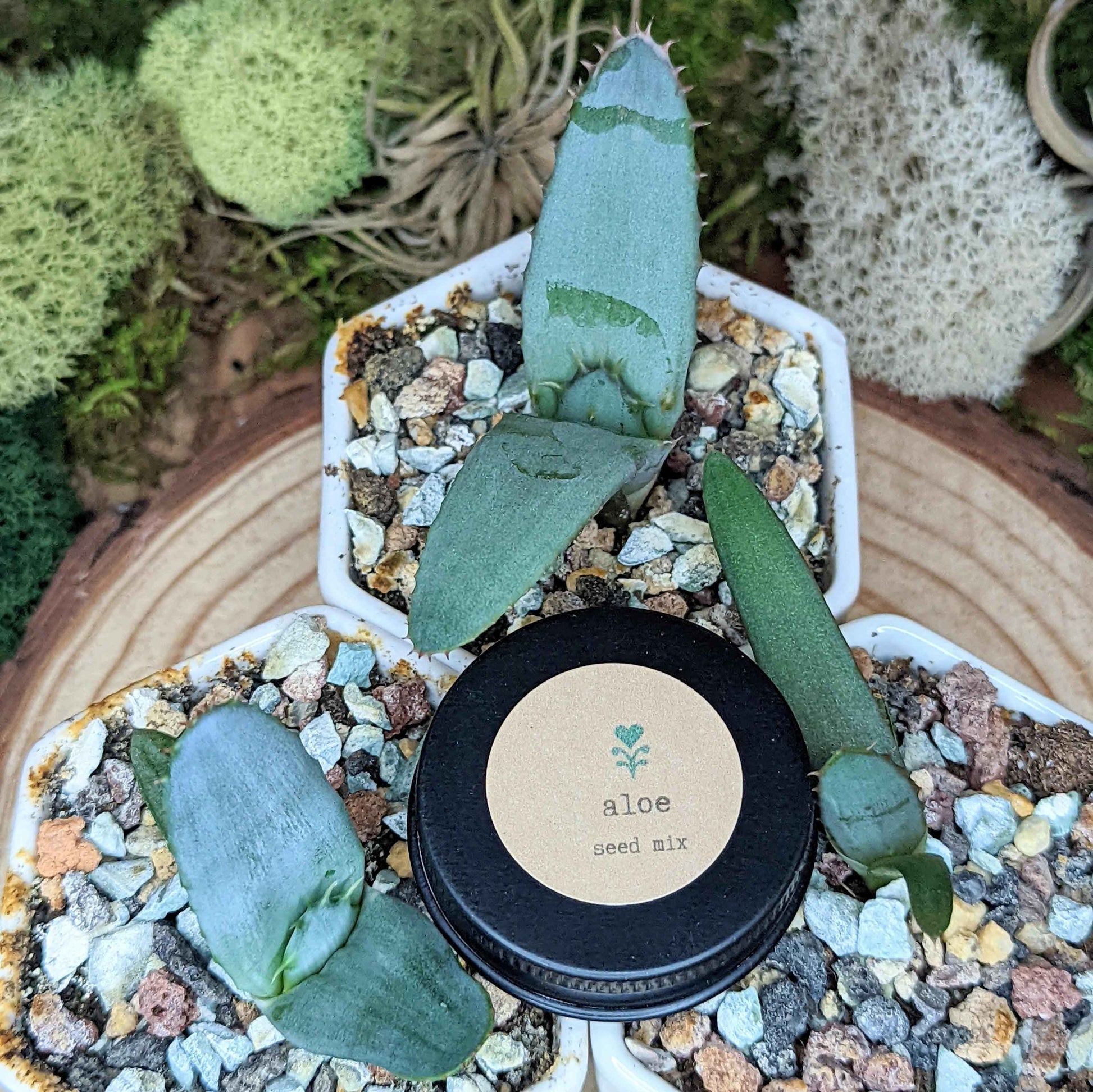 Houseplant Adventurer Houseplant Seed Collection - Blessings Grow Meadows -