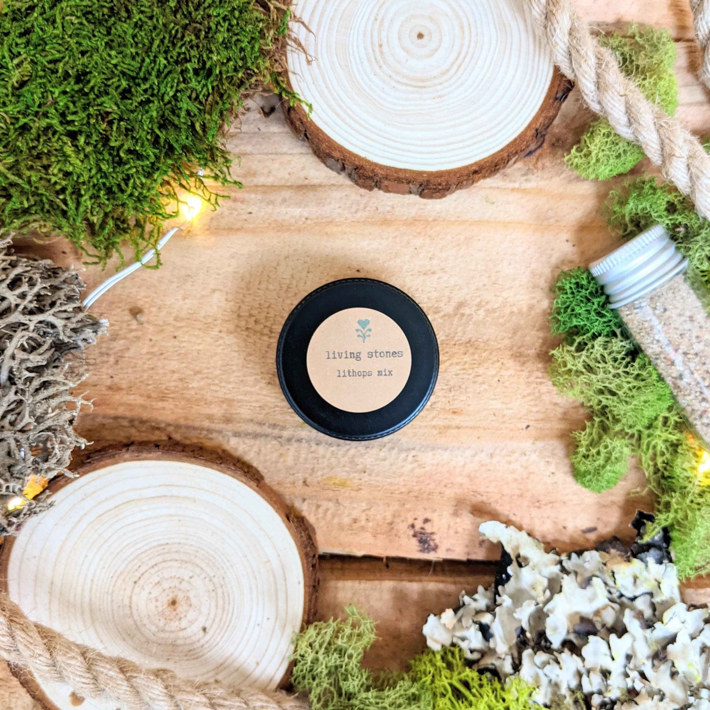 The Popular Kids Houseplant Seed Collection - Blessings Grow Meadows -