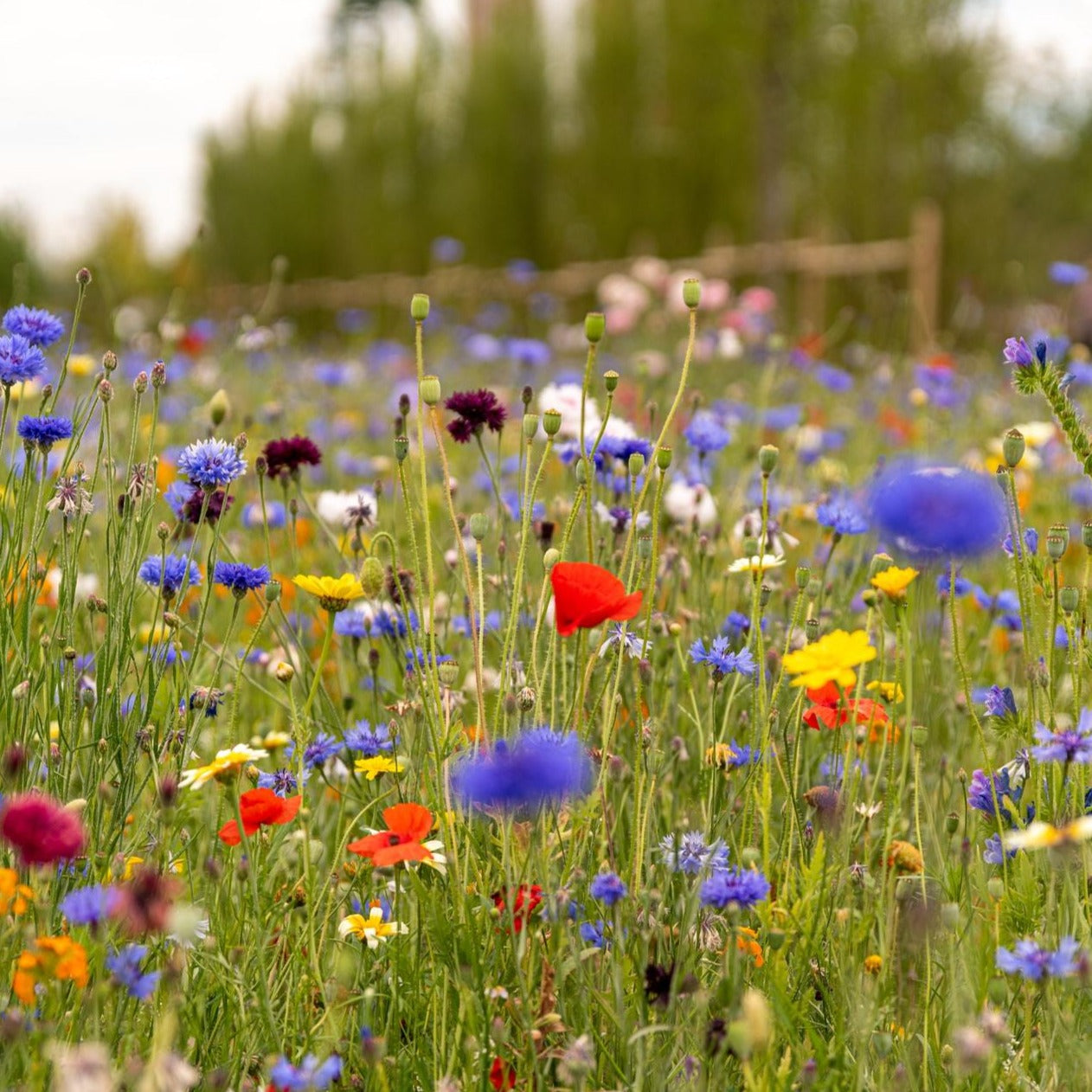 Grow Your Own Pollinator Kit - Blessings Grow Meadows