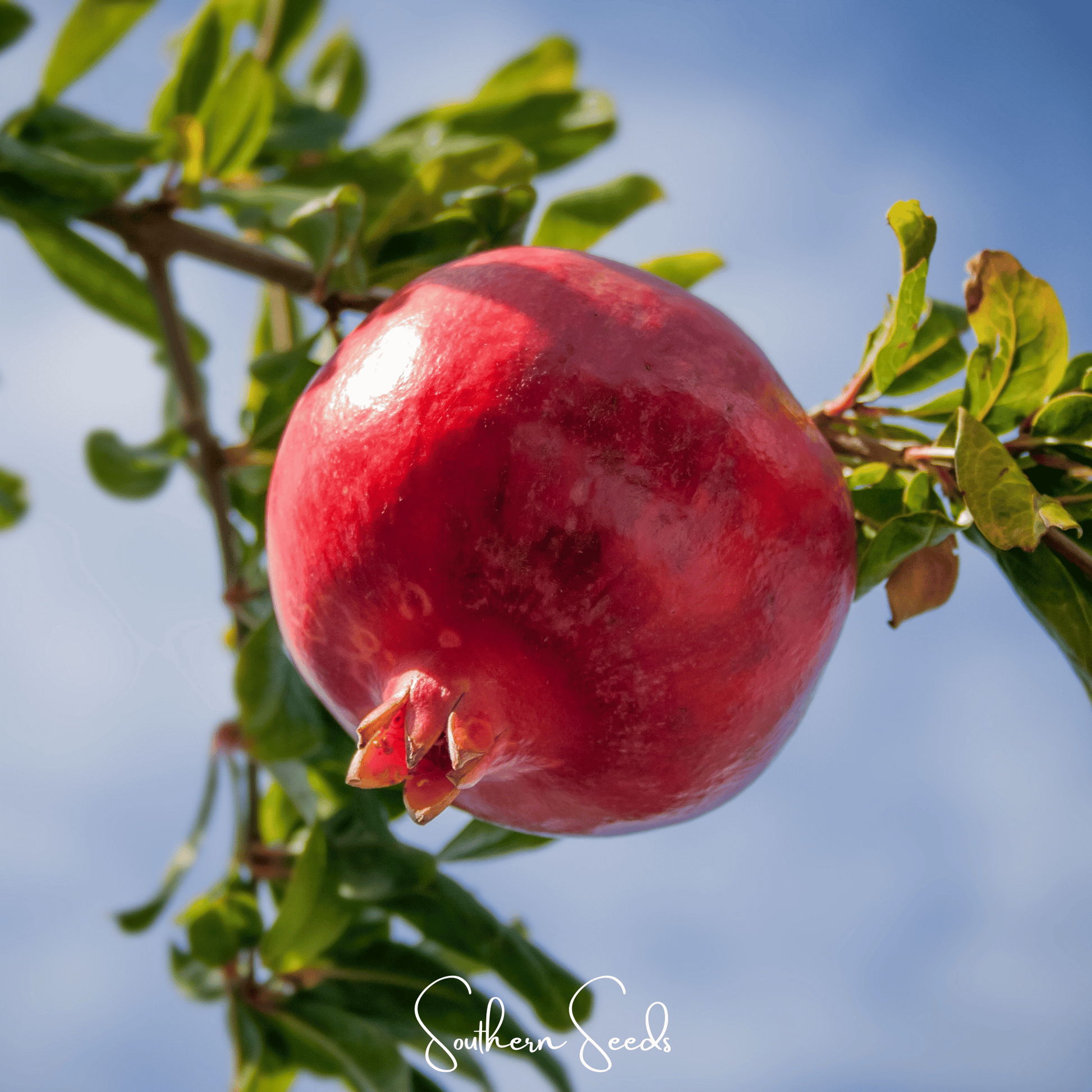 Pomegranate seeds from Southern Seeds, showing vibrant red seeds in a close-up of the Punica granatum fruit.