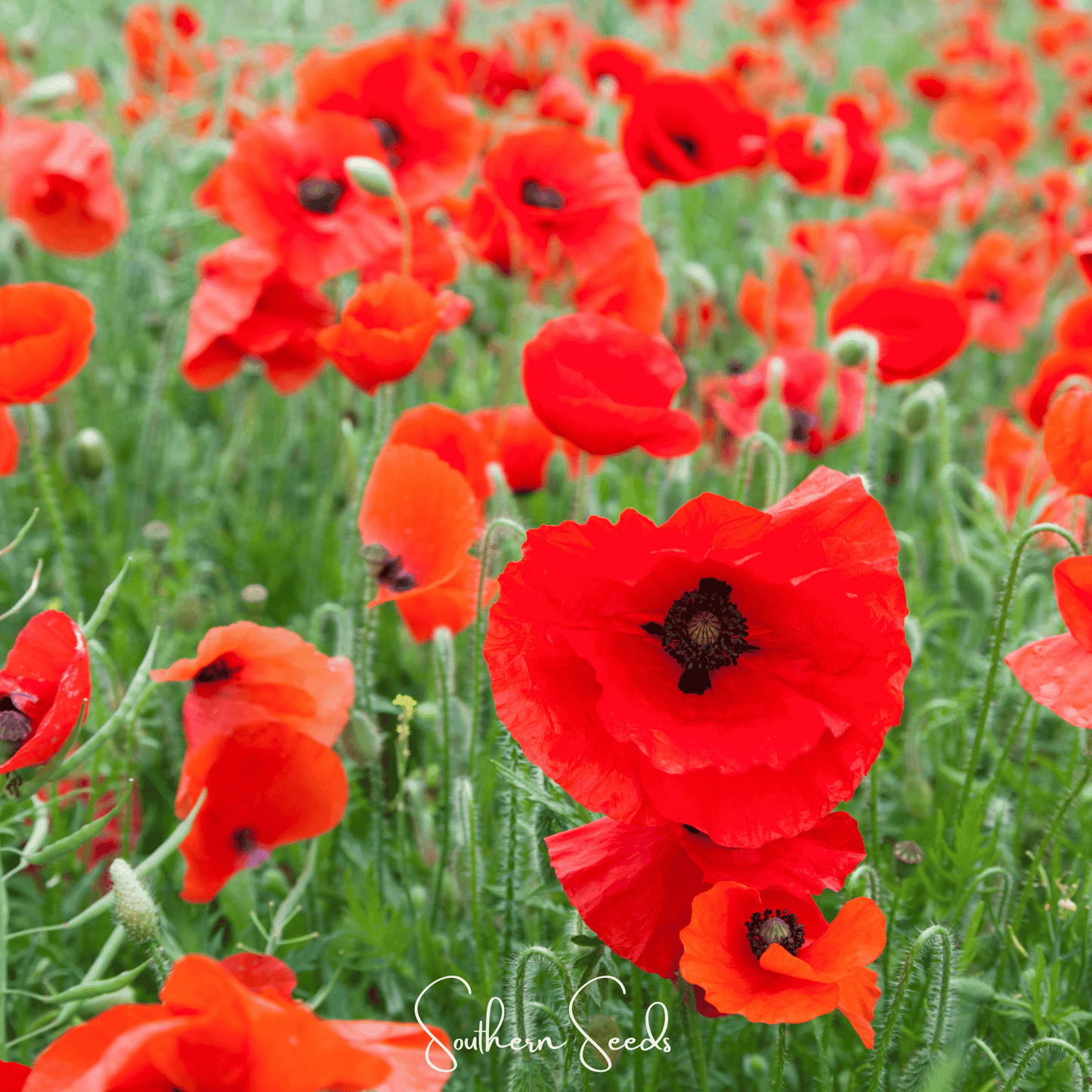 American Legion Poppy seeds from Southern Seeds, showing vibrant red poppy flower and a handful of seeds on a white background.