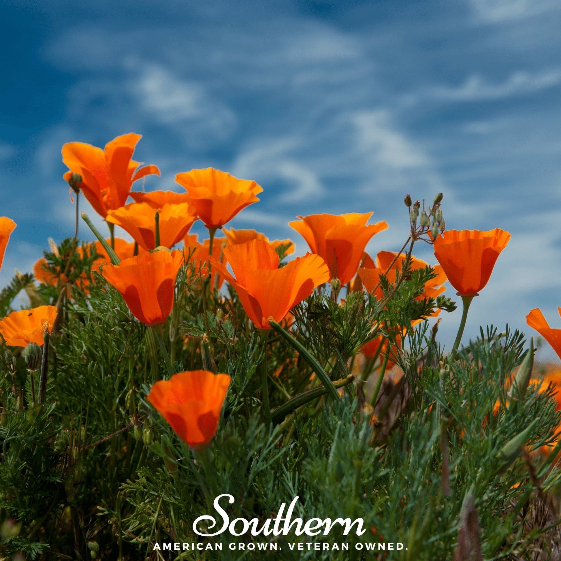 Orange California Poppy seeds from Southern Seeds, showing vibrant orange poppy flowers and seed packets for planting.