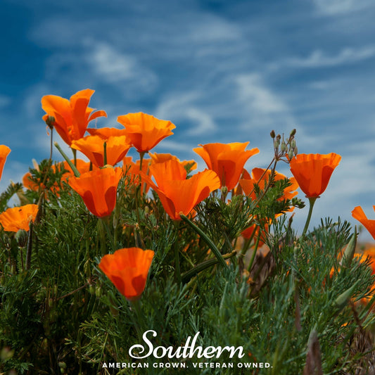 Orange California Poppy seeds from Southern Seeds, showing vibrant orange poppy flowers and seed packets for planting.
